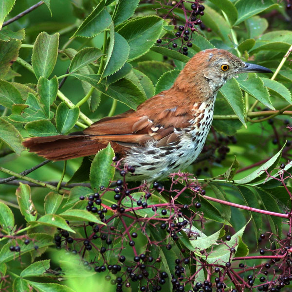 Brown Thrasher with Common Elderberry