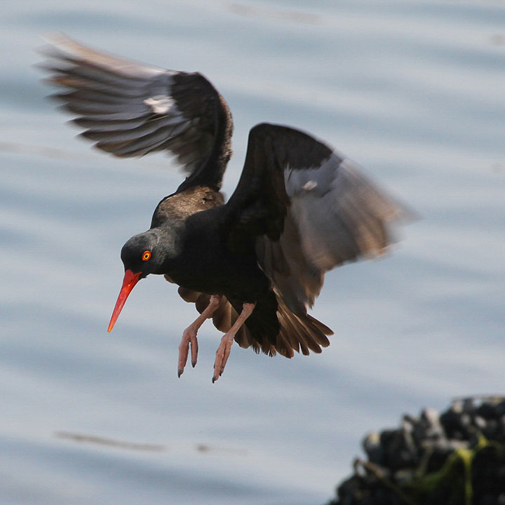 Black Oystercatcher