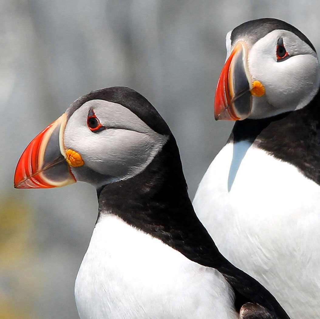 Adopt a Puffin As a Gift for Someone National Audubon Society