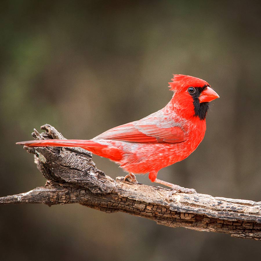 Northern Cardinal