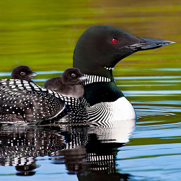 Common Loon