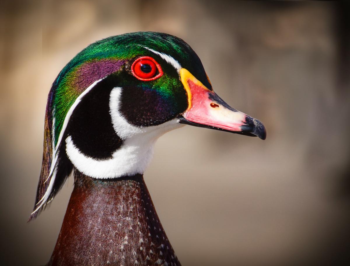 Protect Washington's Water Resources National Audubon Society