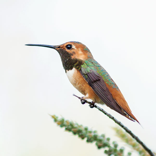 Allen's Hummingbird.