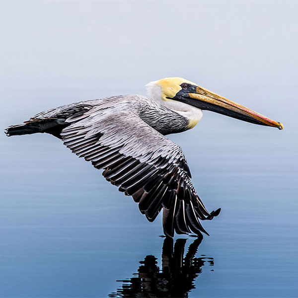 Brown Pelican.