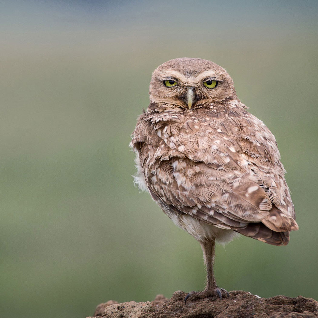 Burrowing Owl