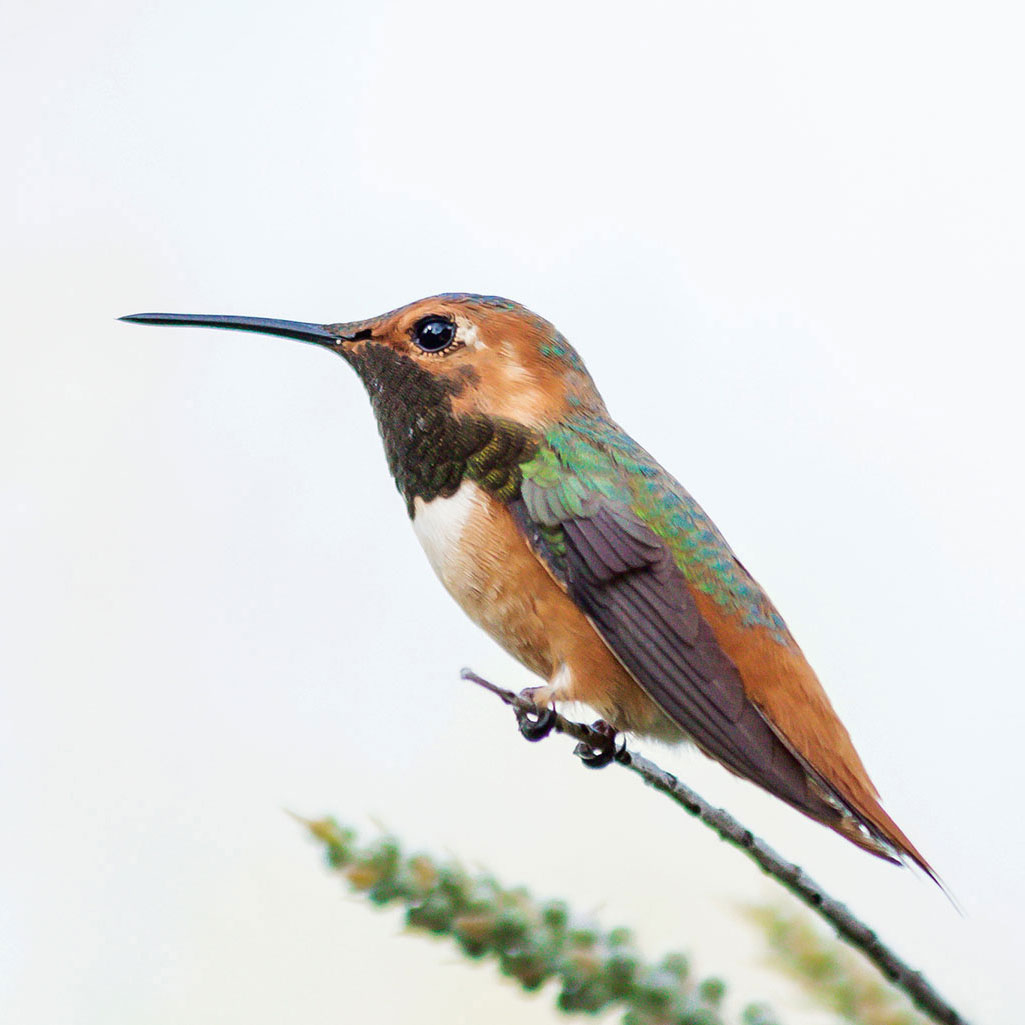 Allen's Hummingbird