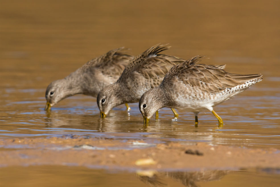 Long-billed Dowitcher - Mick Thompson, 2017