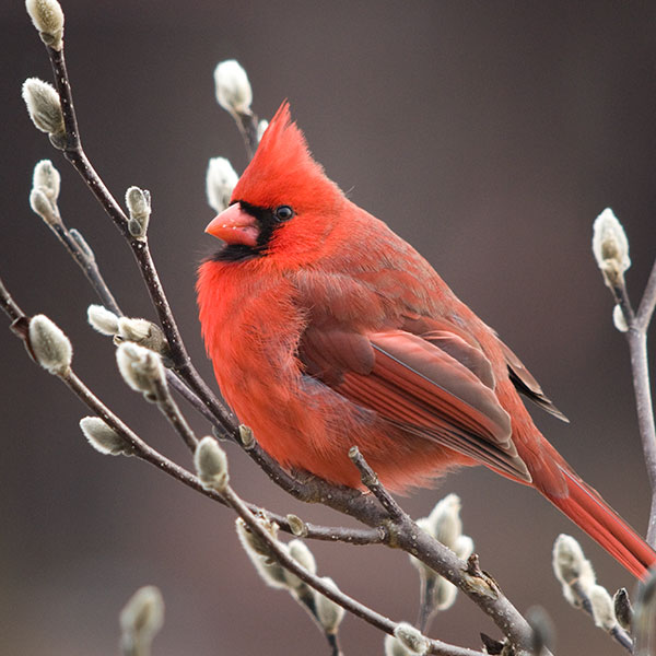 Northern Cardinal