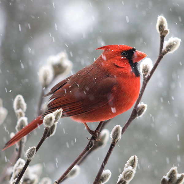 Northern Cardinal.
