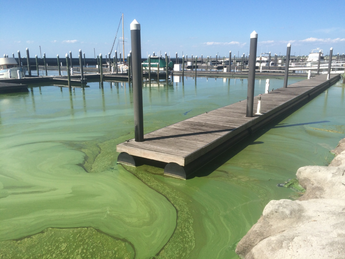 Abandoned Marina due to Algae