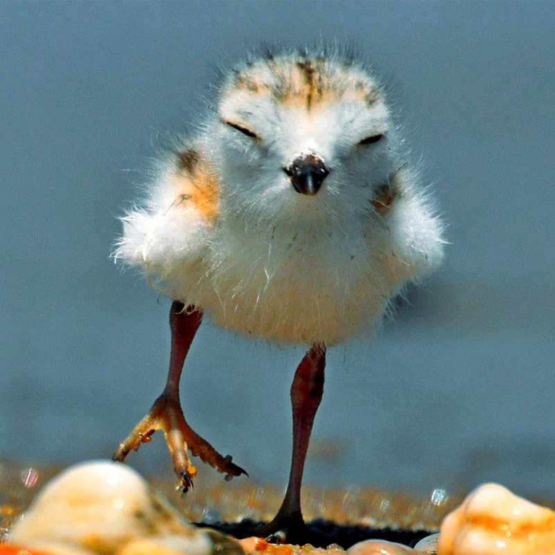 Piping Plover chick | Venu Challa/Audubon Photography Awards