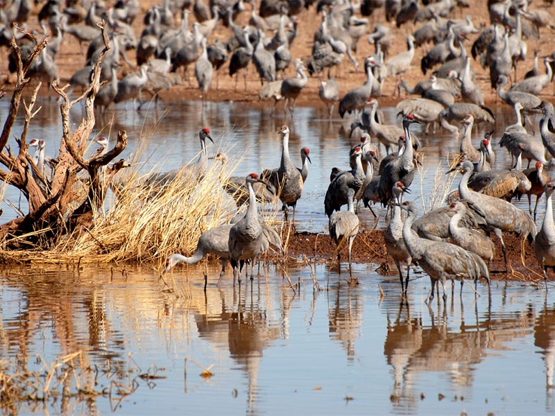 Sandhill Cranes | Jim/Robin Winters