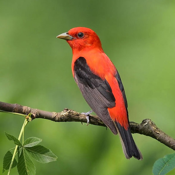 Scarlet Tanager