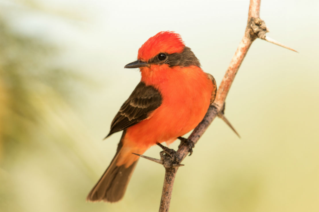 Vermillion Flycatcher by Mick Thompson