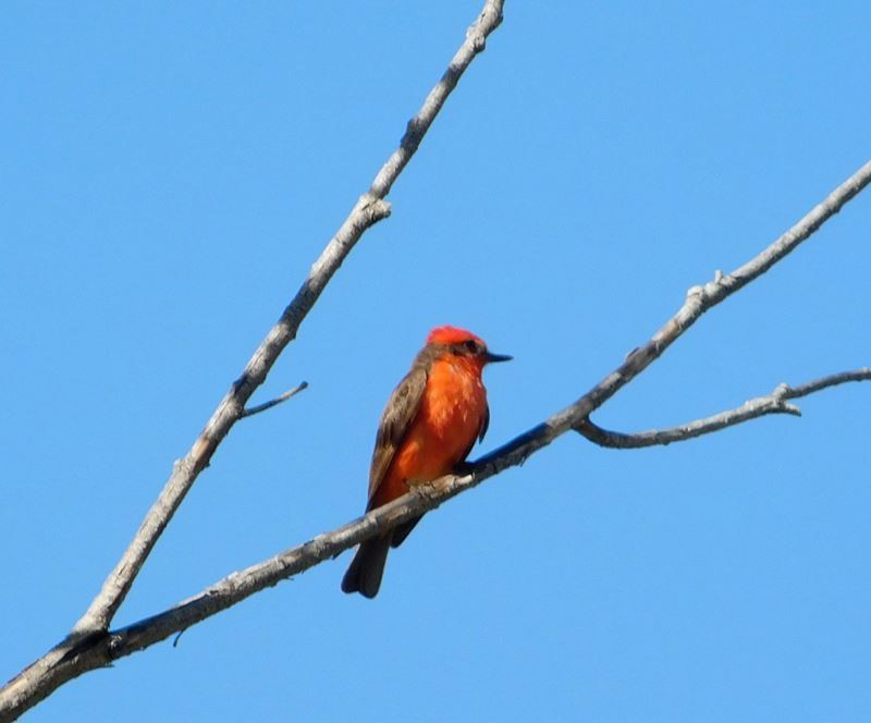 Vermillion Flycatcher | Steve Prager