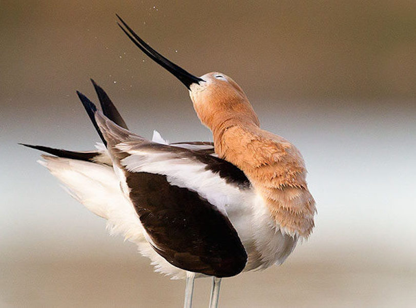 American Avocet. Photo: Melissa Groo/Audubon Photography Awards