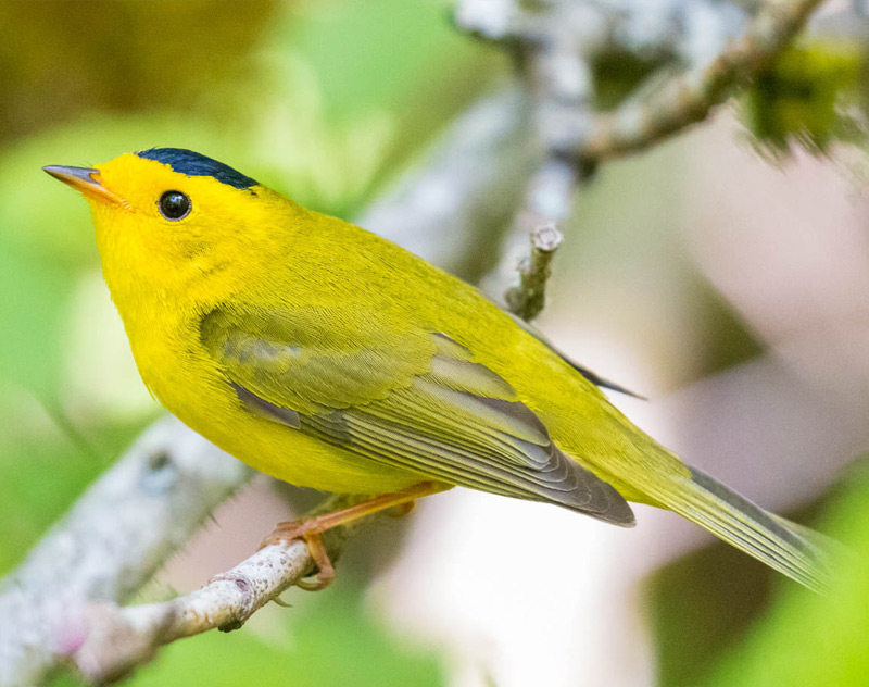 Wilson's Warbler | Andrew A. Reding