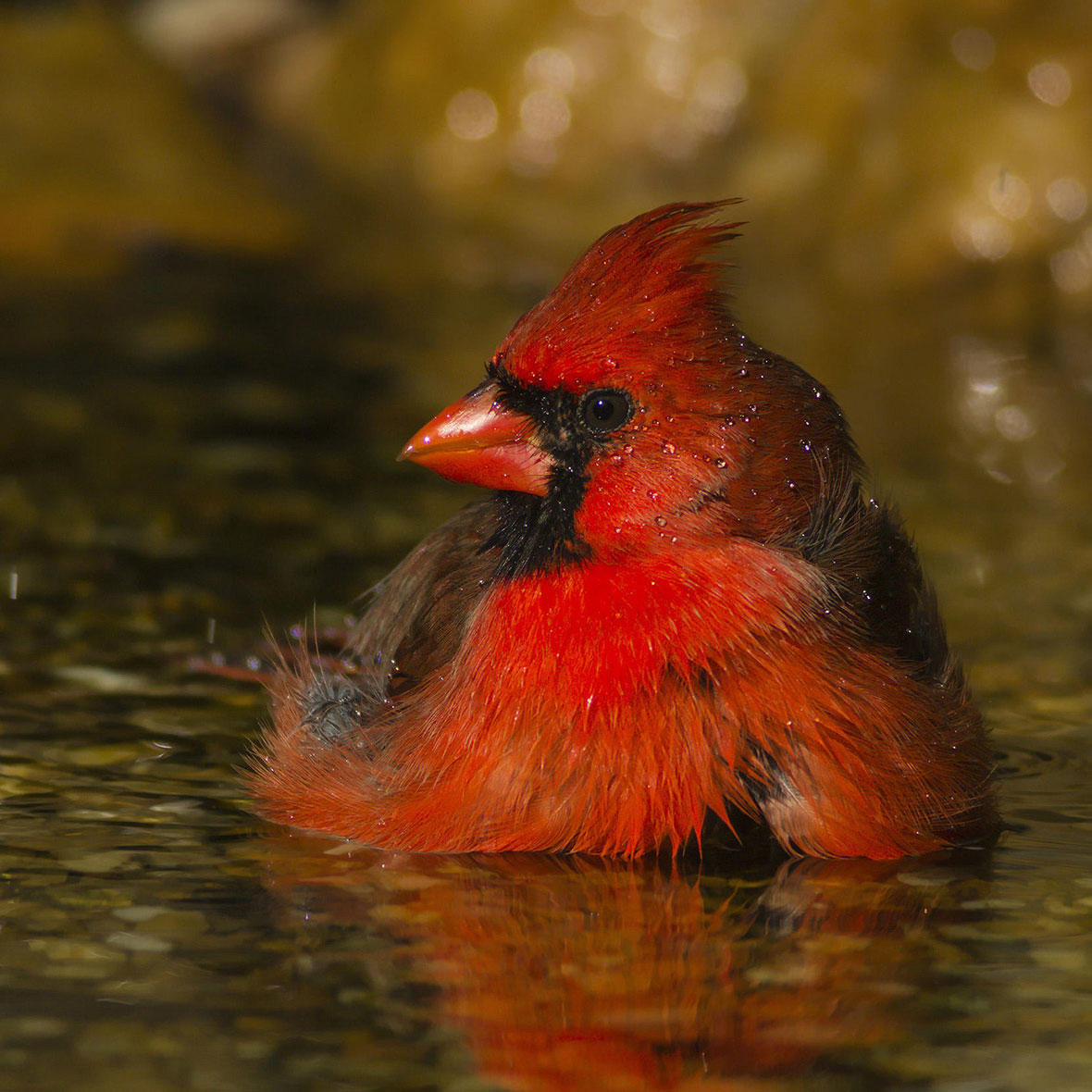 Northern Cardinal.