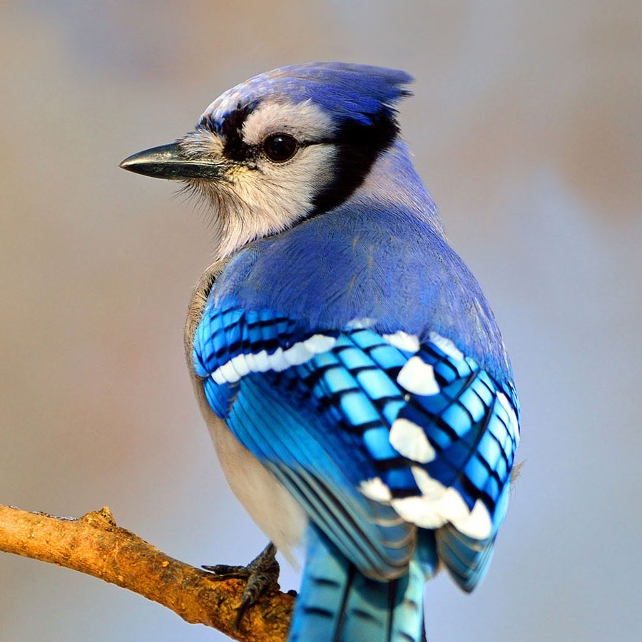 You are what hope looks like to a bird. | National Audubon Society