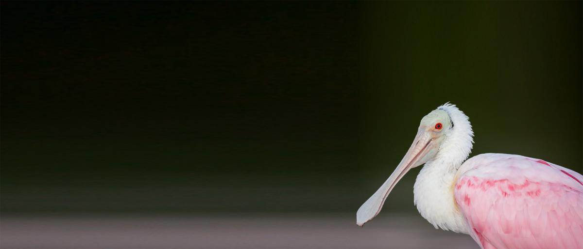 Give a Gift Membership National Audubon Society