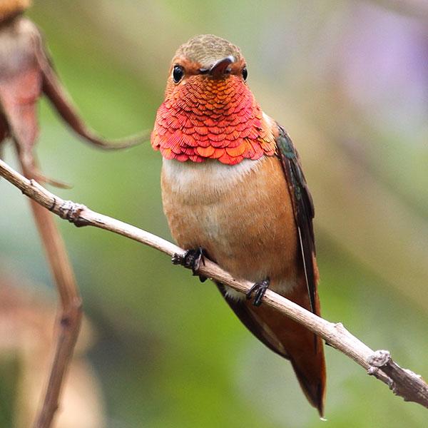 National Audubon Society Donate monthly to Audubon